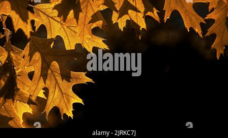 Feuilles d'arbre d'automne. Quercus rubra, communément appelé chêne rouge du nord ou chêne champion de coccinea. Arrière-plan de chute. Texture d'automne noir fond. Cramoisi Banque D'Images