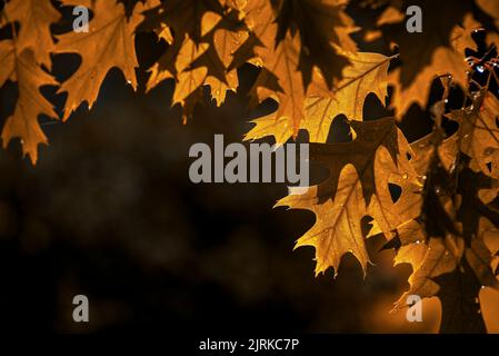 Feuilles d'arbre d'automne. Quercus rubra, communément appelé chêne rouge du nord ou chêne champion de coccinea. Arrière-plan de chute. Texture d'automne noir fond. Cramoisi Banque D'Images