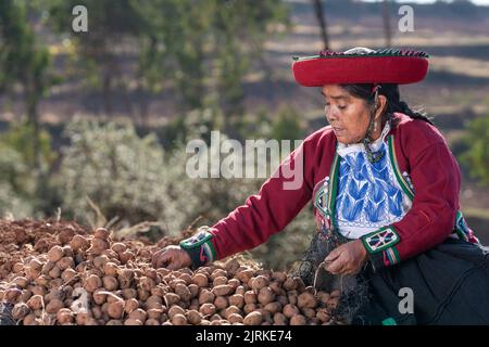 Une fermière péruvienne senior portant un costume traditionnel coloré, assise près d'une pile de pommes de terre crues dans les montagnes, le jour ensoleillé à Chinchero Banque D'Images