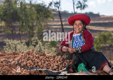 Une fermière péruvienne senior portant un costume traditionnel coloré, assise près d'une pile de pommes de terre crues dans les montagnes, le jour ensoleillé à Chinchero Banque D'Images