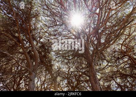 Le soleil de midi se brise à travers les couronnes de pins bruns Banque D'Images