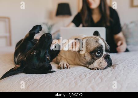 Deux petits chiens drôles allongé sur un lit moelleux près d'une femme méconnaissable avec un ordinateur portable dans une chambre confortable à la maison Banque D'Images