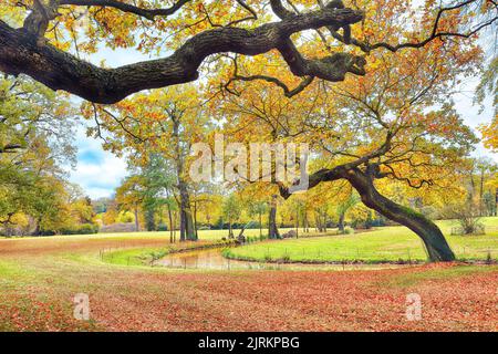 Paysage d'automne à couper le souffle avec de vieux chênes dans le parc Muskau. Patrimoine mondial de l'UNESCO. Lieu: Bad Muskau, Etat de Saxe, Allemagne, Europe Banque D'Images