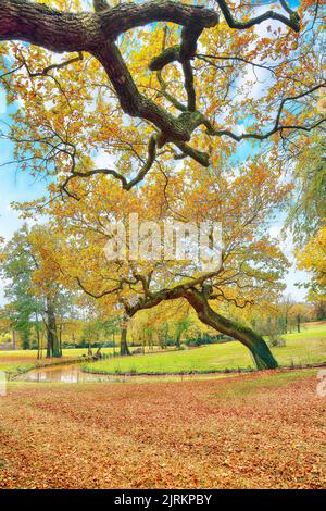 Paysage d'automne à couper le souffle avec de vieux chênes dans le parc Muskau. Patrimoine mondial de l'UNESCO. Lieu: Bad Muskau, Etat de Saxe, Allemagne, Europe Banque D'Images