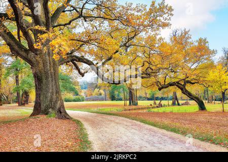 Paysage d'automne à couper le souffle avec de vieux chênes dans le parc Muskau. Patrimoine mondial de l'UNESCO. Lieu: Bad Muskau, Etat de Saxe, Allemagne, Europe Banque D'Images