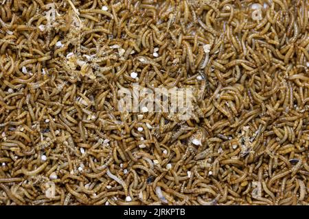 Site de la société Ynsect à Damparis, près de Dole, dans le Jura (nord-est de la France) : Ynsect transforme les insectes en natu de haute performance Banque D'Images