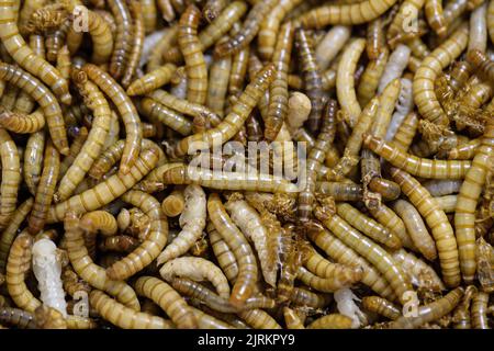 Site de la société Ynsect à Damparis, près de Dole, dans le Jura (nord-est de la France) : Ynsect transforme les insectes en natu de haute performance Banque D'Images