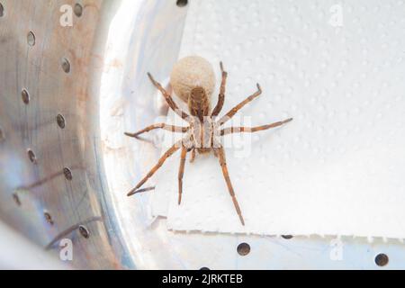 Araignée de loup femelle avec sac d'oeufs derrière elle dans un bol de cuisine sur une serviette en papier Banque D'Images