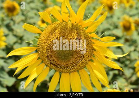 Un tournesol à fleurs (Helianthus annuus) en une journée ensoleillée. Une abeille pollinisante sur la fleur est également visible. Banque D'Images