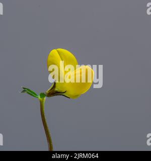 Fleur unique d'un Lotus corniculatus, trèfle à pied d'oiseau, sur un fond plat. Banque D'Images