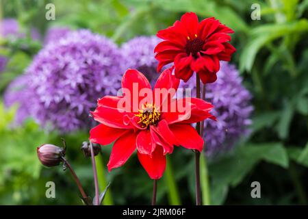 Dahlia 'Evêque de Llandaff' en fleur avec des fleurs d'Allium en arrière-plan. Banque D'Images