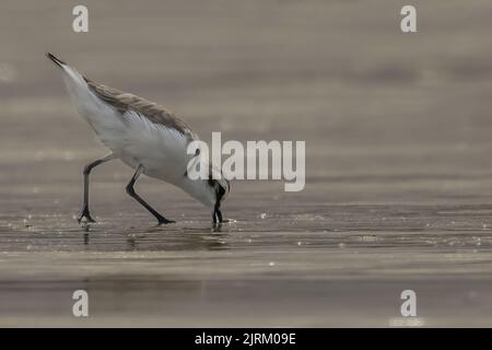 Gravelot et Bécasseaux sanderling sur la plage de Onival Banque D'Images