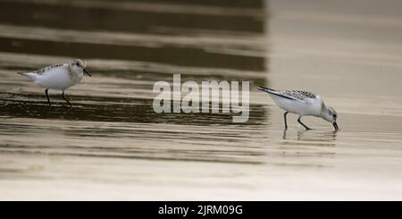 Gravelot et Bécasseaux sanderling sur la plage de Onival Banque D'Images