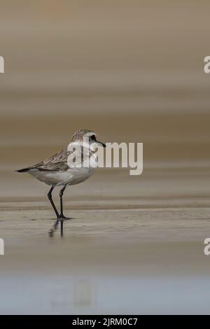 Gravelot et Bécasseaux sanderling sur la plage de Onival Banque D'Images