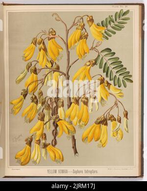 Yellow Kowhai - Sophora tétraptera. Tôle 28. Extrait du livre : l'album d'art de la flore de Nouvelle-Zélande : être une description systématique et populaire des plantes à fleurs indigènes de la Nouvelle-Zélande et des îles adjacentes : volume 1;., 1889, Gisborne, par Sarah Featon, Bock et cousins. Banque D'Images