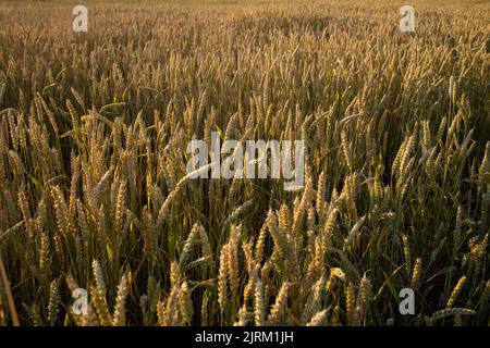 Blé, champ de seigle. Oreilles de blé doré, seigle. Paysages ruraux sous la lumière du soleil. Banque D'Images