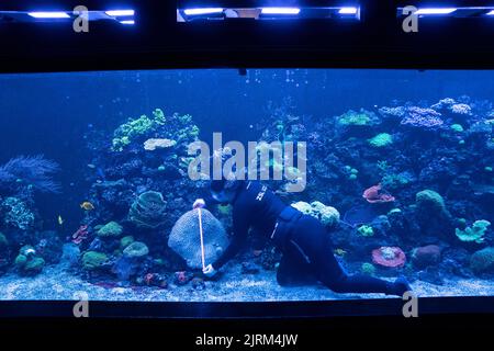 Des mesures du corail cérébral sont effectuées au cours de la pesée annuelle au ZSL London Zoo, Londres. Date de la photo: Jeudi 25 août 2022. Banque D'Images