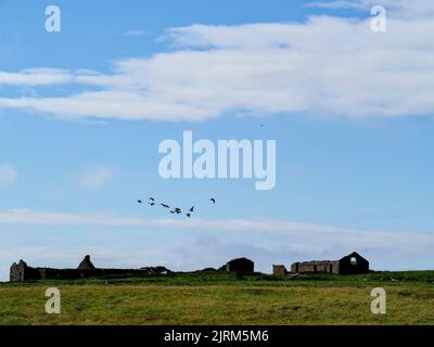 Bernaches volant au-dessus de maisons en ruines, Faray, Orkney Banque D'Images