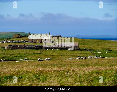 Faray, Orkney, Écosse Banque D'Images