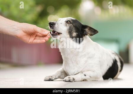 Gros plan d'un adorable chien noir et blanc en forme de pilon de poulet. Banque D'Images