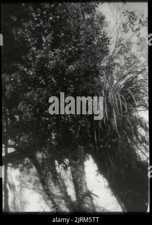 Le North Island Rata à fleurs rouges (Metrosideros robusta) dans son stade épiphytique sur un autre arbre ...., 1920s, North Island, par Leslie Adkin. Don de la famille Adkin, 1997. Banque D'Images