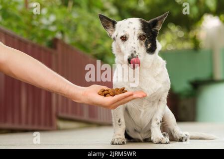 Mignon chien noir et blanc assis, léchant son nez, une poignée de nourriture de chien kibble dans la main de l'homme devant elle. Gros plan. Banque D'Images