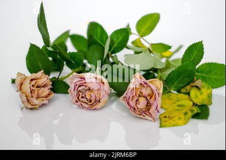 trois roses roses, flétrissent des fleurs de roses sèches isolées sur un fond de feuilles de distance étroite Banque D'Images