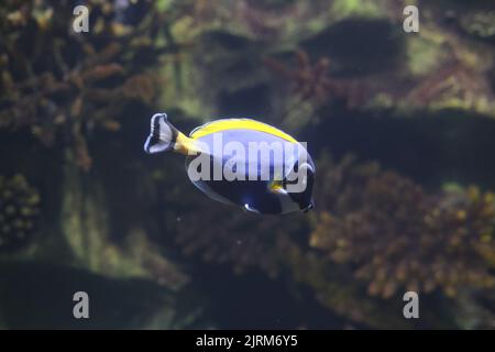 Un gros plan d'un poisson de Tang de poudre bleue (Acanthurus leucosternon) nageant dans l'eau Banque D'Images