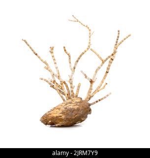 Image de corail naturel sec ou de coralline isolée sur fond blanc. Banque D'Images