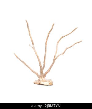 Image de corail naturel sec ou de coralline isolée sur fond blanc. Banque D'Images