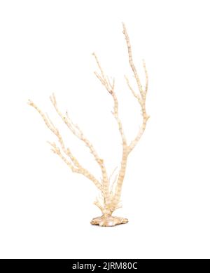 Image de corail naturel sec ou de coralline isolée sur fond blanc. Banque D'Images
