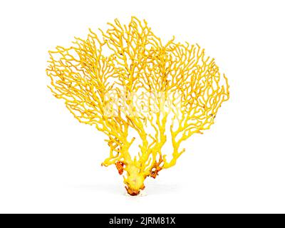 Image de corail naturel sec ou de coralline isolée sur fond blanc. Banque D'Images