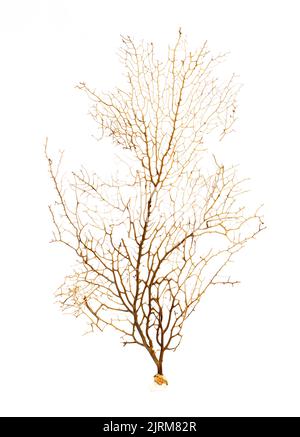 Image de corail naturel sec ou de coralline isolée sur fond blanc. Banque D'Images