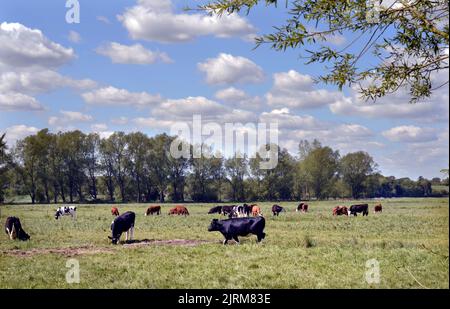 vaches laitières paissant sur des marais dans la vallée de la rivière waveney geldeston norfolk, angleterre Banque D'Images