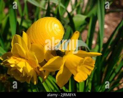 Nylon jaune oeuf de Pâques caché entre les jonquilles Banque D'Images