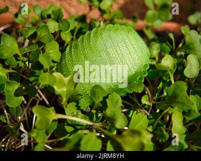 Vert plastique nylon oeuf de Pâques dans l'herbe Banque D'Images