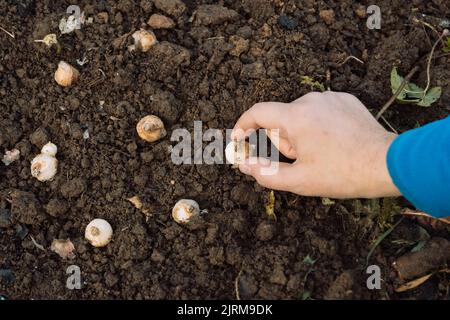 une main tient une ampoule de muscari avant de planter dans le sol Banque D'Images