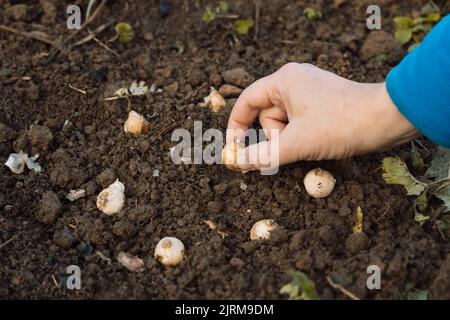 une main tient une ampoule de muscari avant de planter dans le sol Banque D'Images