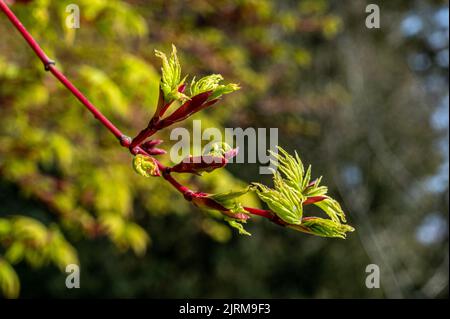 Pousses de printemps sur Acer Palmatum, Sango Kaku Banque D'Images