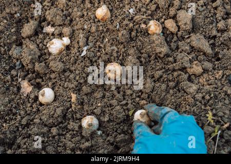 une main tient une ampoule de muscari avant de planter dans le sol Banque D'Images