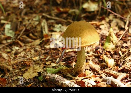 Un champignon brun de forêt dans un fond naturel . Photo de haute qualité. Photo de haute qualité Banque D'Images