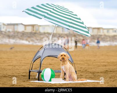 USAGE ÉDITORIAL SEUL Barney, un coq-coq, est couvert par l'un des PLUS « pup-asols », des parasols adaptés aux chiens étant donnés sur Brean Beach dans le Somerset avant le week-end des fêtes de banque, alors que l'assureur d'animaux de compagnie signale une augmentation du nombre d'incidents liés à la chaleur des animaux depuis juin. Date de la photo: Jeudi 25 août 2022. Banque D'Images