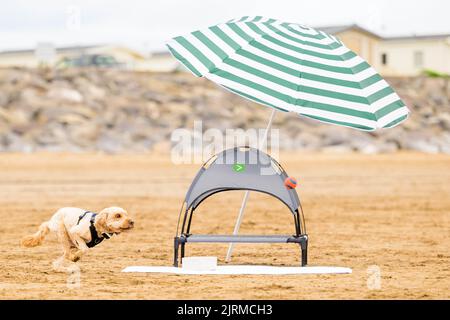 USAGE ÉDITORIAL SEUL Barney, un coq-coq, est couvert par l'un des PLUS « pup-asols », des parasols adaptés aux chiens étant donnés sur Brean Beach dans le Somerset avant le week-end des fêtes de banque, alors que l'assureur d'animaux de compagnie signale une augmentation du nombre d'incidents liés à la chaleur des animaux depuis juin. Date de la photo: Jeudi 25 août 2022. Banque D'Images