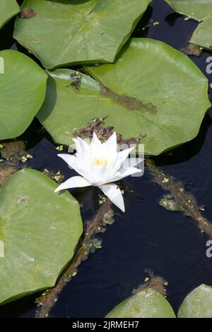 Lily ou fleur de lotus dans l'étang. Magnifique nénuphar blanc ou lotus dans la nature verte en face de l'arrière-plan. Photo verticale. Pas de gens, personne. Répétition. Banque D'Images