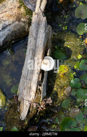 Champignon, champignon sauvage sur une souche d'arbre séchée dans le marais. Aliments toxiques et mortels inconnus. Doit être consommé avec soin. Pas de gens, personne. Photo verticale Banque D'Images