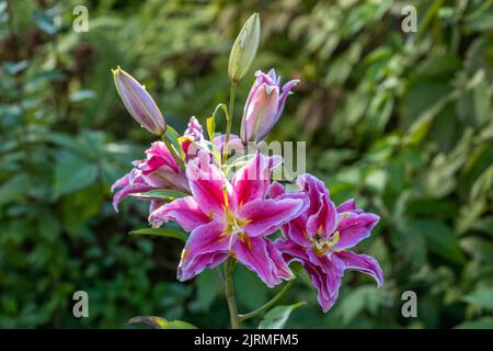 Doubles nénuphars parfumés sans pollen dans un jardin à fond vert Banque D'Images