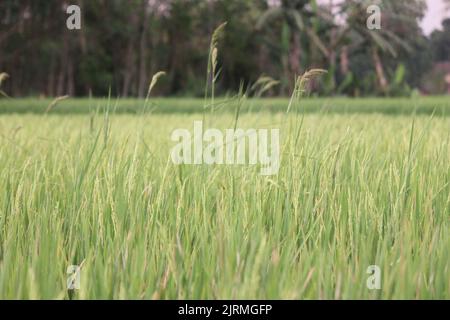 La vue rapprochée des plantes vertes du champ de riz par une journée ensoleillée Banque D'Images