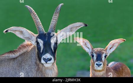 Gros plan frontal de Roan Antelope père et de son fils (Hippotragus equinus) Banque D'Images