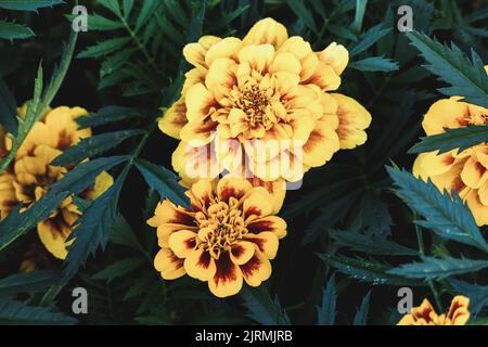 Les marigolds jaunes fleurissent dans le jardin de près Banque D'Images