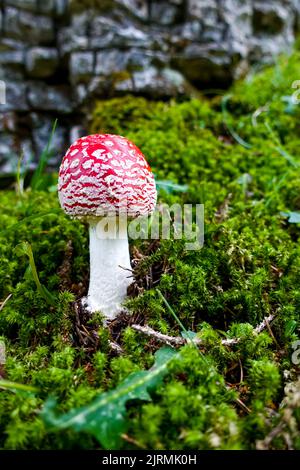 Rouge et blanc toxique, toxique et dangereux amanita muscaria mouche des champignons agariques sur le sol d'une forêt verte d'automne au milieu de la mousse dans une forêt verte Banque D'Images